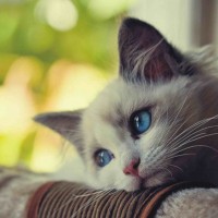 Avatar người dùng Liễu Thùy My